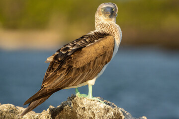 Galapagos Blue Footed Boobies