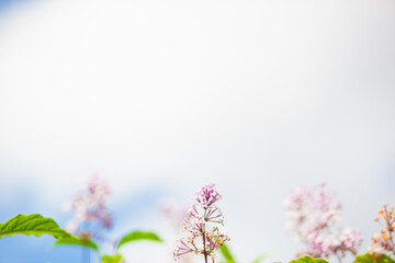 Blue sky and lilac tree flowers. Soft background. Selective focus