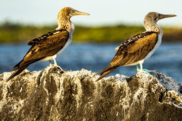 Galapagos Blue Footed Boobies