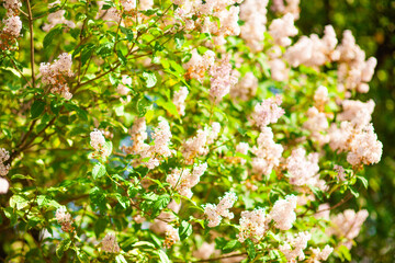 Summer blooming lilac tree flowers. Selective focus