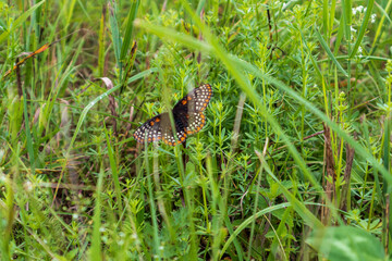 butterfly on grass