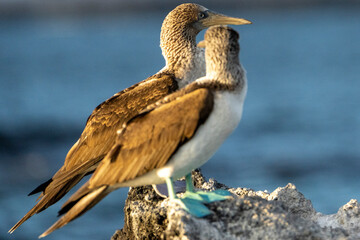 Galapagos Blue Footed Boobies