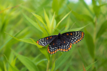 butterfly on a flower