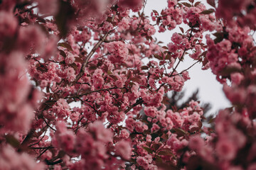 Blooming sakura flowers in the garden close-up. Natural blur spring background. Horizontal photo.