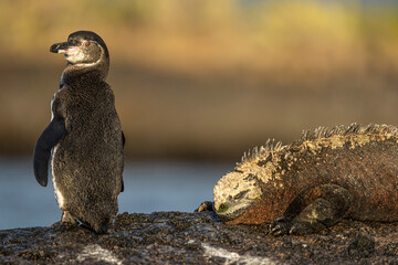 Galapagos Penguin