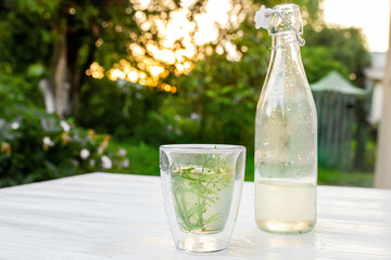 bottle with a tincture Galium aparine cleavers, goosegrass and grip grass . Therapeutic elexir and fresh clivers sprouts on a white background