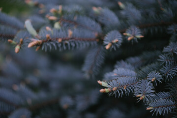 Naklejka na ściany i meble close up large thorny branches with buds blue spruce background
