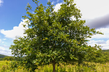 tree and sky