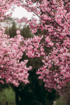 branches of flowering sakura trees in the garden close-up blur vertical photo