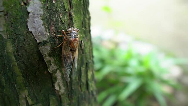 Close-up of a cicada crawling on the tree