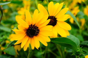 Orange Sunflower - ヒメヒマワリ 黄色い花