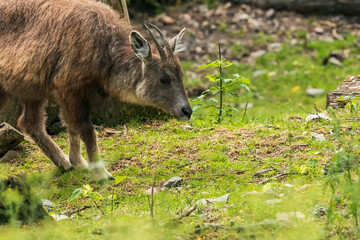 Naklejka na ściany i meble The Chinese goral (Naemorhedus griseus), also known as the grey long-tailed goral, is a species of goral, a small goat-like ungulate, native to mountainous regions of Myanmar, China, India, Thailand.