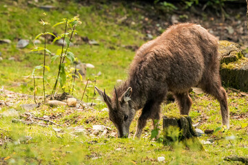 The Chinese goral (Naemorhedus griseus), also known as the grey long-tailed goral, is a species of goral, a small goat-like ungulate, native to mountainous regions of Myanmar, China, India, Thailand. - obrazy, fototapety, plakaty