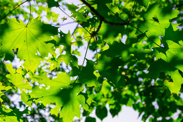 The sky is visible through the foliage.