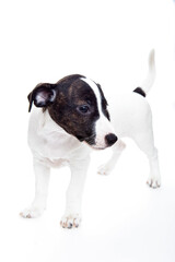 Jack Russell Terrier 