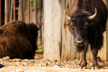The European bison (Bison bonasus) or the European wood bison, also known as the wisent or the zubr. It is one of two extant species of bison, alongside the American bison. © Ondrej Novotny