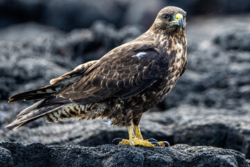 Obraz premium Galapagos Hawk