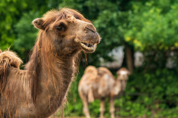 The Bactrian camel (Camelus bactrianus), also known as the Mongolian camel or domestic Bactrian camel, is a large even-toed ungulate native to the steppes of Central Asia. Two camel.