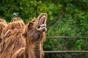 Camel with open mouth. The Bactrian camel (Camelus bactrianus), also known as the Mongolian camel or domestic Bactrian camel, is a large even-toed ungulate native to the steppes of Central Asia.