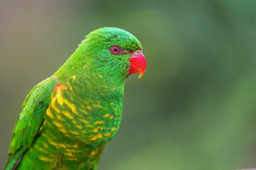 The scaly-breasted lorikeet (Trichoglossus chlorolepidotus) is an Australian lorikeet found in woodland in eastern Australia. The common name aptly describes this bird, which has yellow breast feather