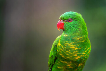 The scaly-breasted lorikeet (Trichoglossus chlorolepidotus) is an Australian lorikeet found in woodland in eastern Australia. The common name aptly describes this bird, which has yellow breast feather