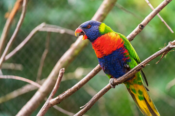 The rainbow lorikeet (Trichoglossus moluccanus) sitting on the branch. Extremely colored parrot on a branch with a green bokeh background.