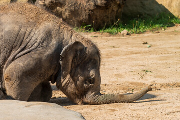 Funny baby elephant. The Asian elephant is the largest land mammal on the Asian continent. They...
