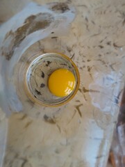 Quail egg yolk in a bowl