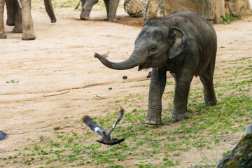 Funny baby elephant. The Asian elephant is the largest land mammal on the Asian continent. They...