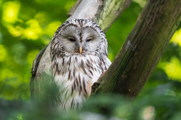The Ural Owl is a large owl with a round head, no ear-tufts, and a relatively long tail with a wedge-shaped tip. Light and dark morphs are known to occur, with the light form being more common.
