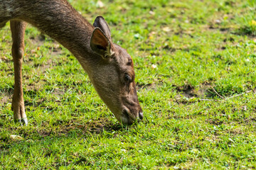 Reeves's muntjac (Muntiacus reevesi), also known as the Chinese muntjac, is a muntjac species found...