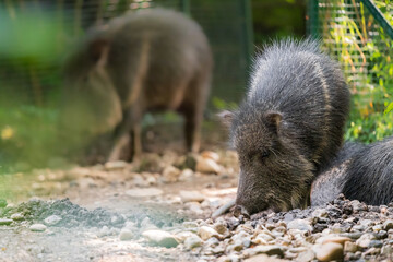 The Chacoan peccary or tagua (Catagonus wagneri) is the last extant species of the genus Catagonus, found in the Gran Chaco of Paraguay, Bolivia, and Argentina. Approximately 3,000 remain in the world