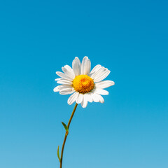 Chamomile on a background of blue sky.
