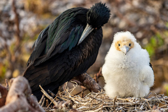 Galapagos Greater Frigate Bird Chick