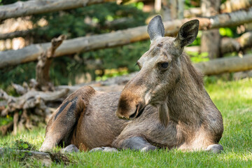 The moose (in North America) or elk (in Eurasia) (Alces alces), is a member of the New World deer...