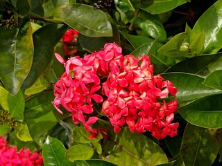 red flowers in the garden