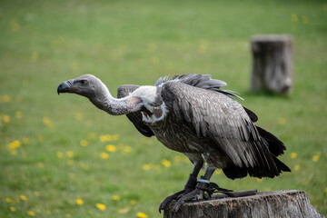 Portrait of a griffon vulture Gyps fulvus sitting on a tree stump