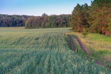 Planted field, road and forest. © Ilya
