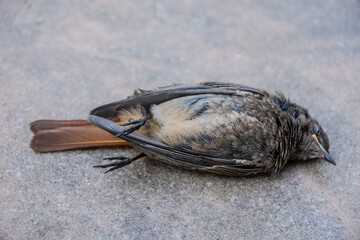 A dead Common Redstart (Phoenicurus phoenicurus) lies on the side of the road. The bird died from...