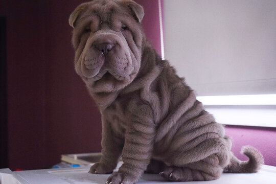 cachorro perra shar pei mascota a nimal color lilac
