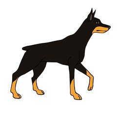 Vector hand drawn doodle sketch colored doberman dog isolated on white background