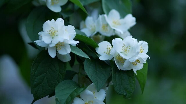 Philadelphus flowers on a branch. White delicate flowers. Blooming jasmine bush in summer. Close up in a garden. Beautidul blooming Jasminum shoots. Green leaves. Blurred background in bokeh