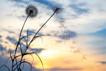 Obraz premium Silhouettes of flying dandelion seeds on the background of the sunset sky. Nature and botany of flowers
