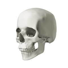human skull against white background 3d rendering perspective side view