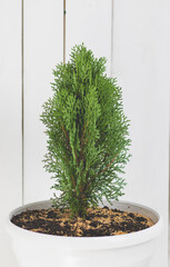 Small pine tree in a white pot, with a white wooden bottom.