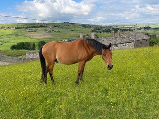 Chestnut coloured horse, grazing in a meadow by, Brown Hill Lane, Blackshaw, Yorkshire, UK