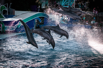 Dolphin Show