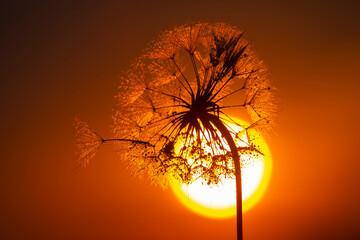 Dandelion flower with drops of morning dew on the background of the sun. Nature and floral botany