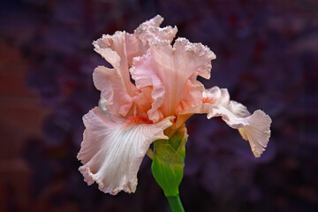 Fototapeta na wymiar Peach Colored Iris Flower in Bloom