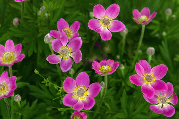 Small Pink Flowers in Green Garden